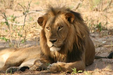 Machaba Hwange Verneys Camp Wildlife Stories November 2023 Lion
