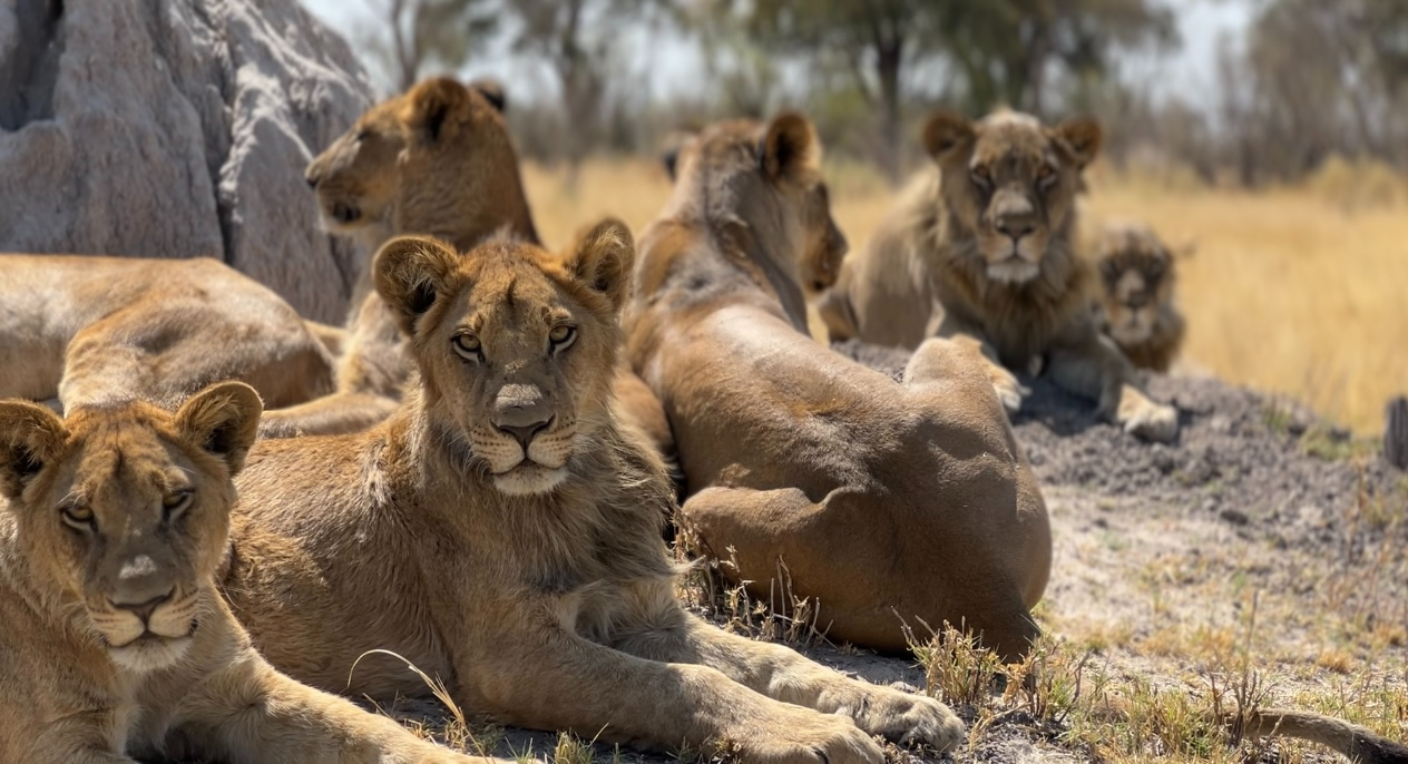 Machaba Safaris   Okavango Delta   Kiri Camp   Wildlife Sightings   August 2022   Lions On A Termite Mound