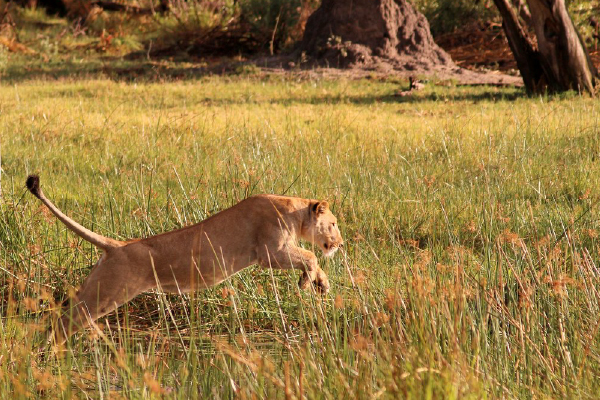 Machaba Botswana Okavango Delta Gomoti Plains Camp Lion Sightings November 2017