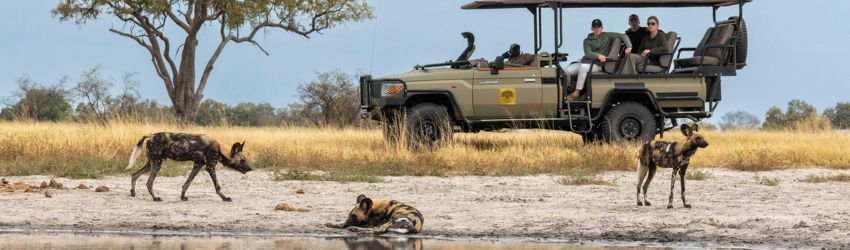 Definitive Machaba Package Machaba Safaris Game Drive Wild Dogs Definitive Machaba Package Machaba Safaris Game Drive Wild Dogs