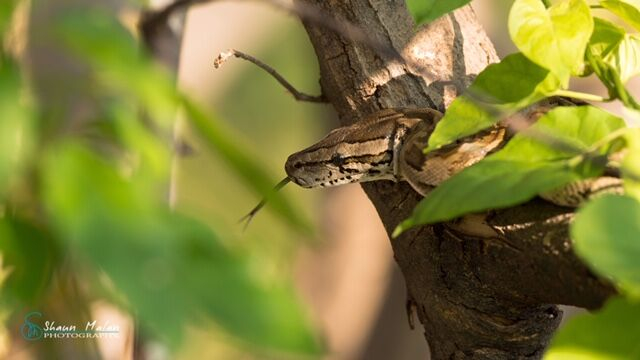 Machaba Botswana Okavango Delta Machaba Camp Snake Sightings November 2019 Machaba Botswana Okavango Delta Machaba Camp Snake Sightings November 2019