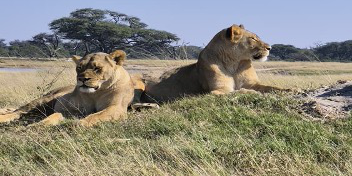 Machaba Verneys Camp Wildlife Sightings May 2026 Lionesses On A The Plains