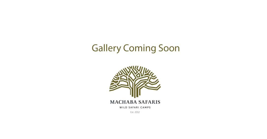 Machaba Wild Galley Coming Soon