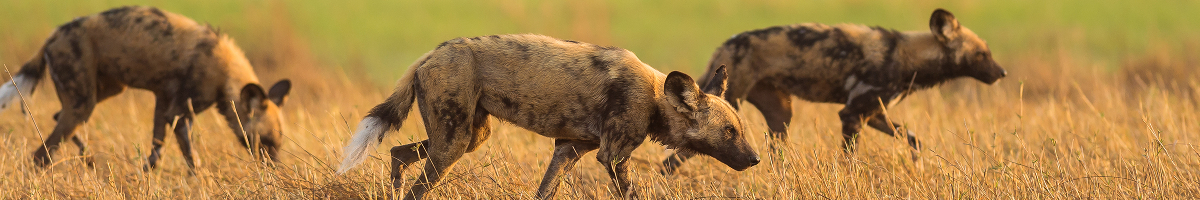 Web Machaba Safaris Secret Season Safari Drive Wild Dogs Web Machaba Safaris Secret Season Safari Drive Wild Dogs