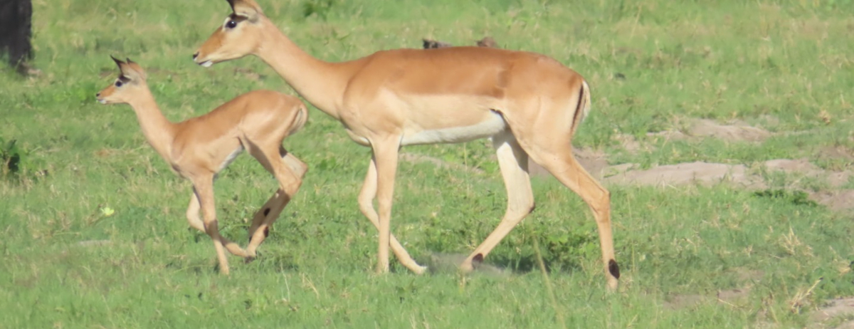 Machaba Monachira Camp Wildlife Sightings Decemberr 2025 Impala