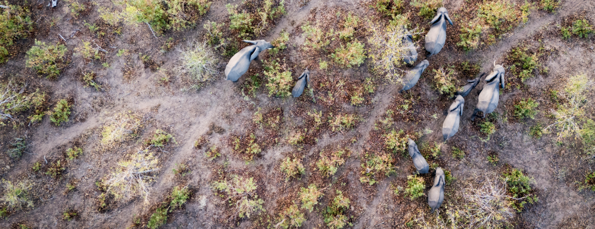 Machaba Ngoma Safari Lodge Wildlife Sightings April 2026 Elephant Herd