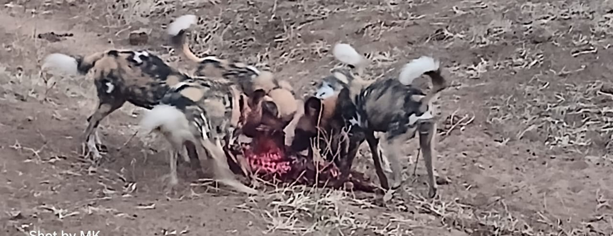 Machaba Ngoma Safari Lodge Wildlife Sightings June 2026 African Wild Dogs Feeding Frenzy