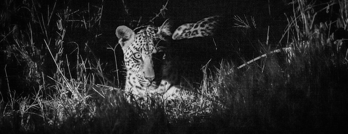 Machaba Gomoti Plains Camp Wildlife Sightings March 2026 Leopard Sightings On Night Safari