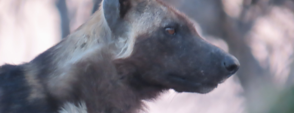 Machaba Kiri Camp Wildlife Stories November 2025 Wild Dog