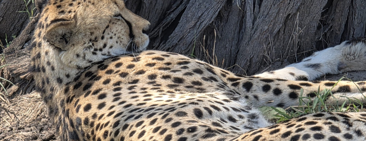 Machaba Verneys Camp Wildlife Stories Nov 2025 Cheetah