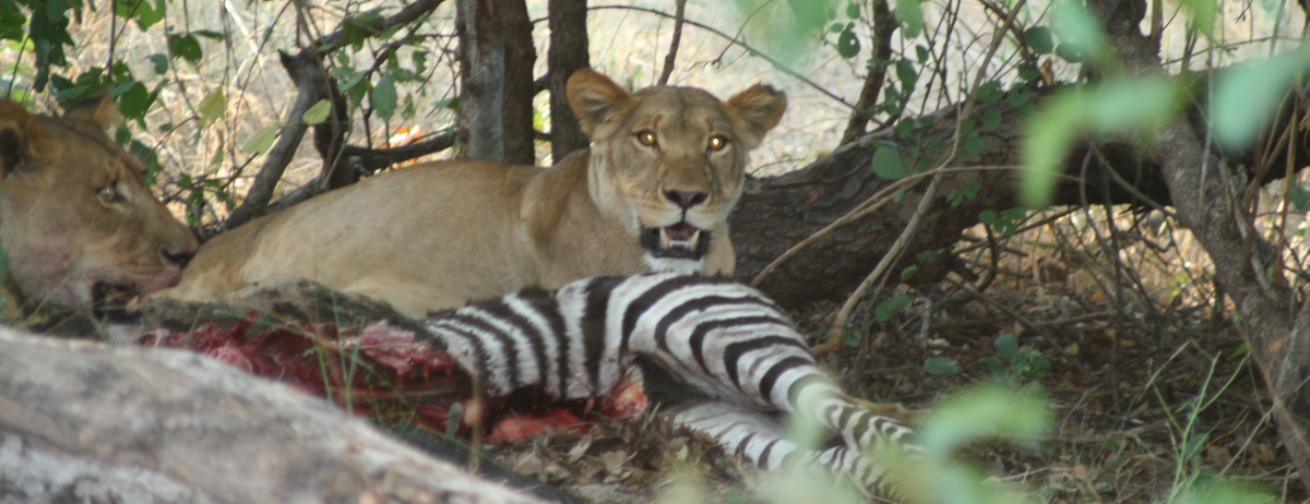 Machaba Ngoma Safari Lodge Wildlife Sightings September 2025 Lionesses Feeding On Zebra