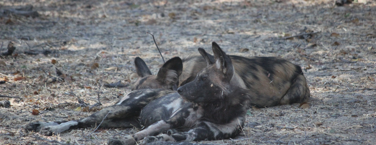 Machaba Ingwe Pan Camp Wildlife Sightings September 2025 Wild Dogs Laying Down