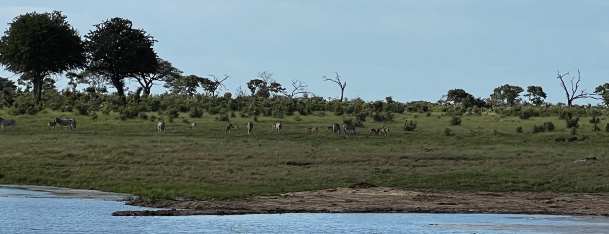 Machaba Verneys Camp Wildlife Sightings January 2026 Verneys Game