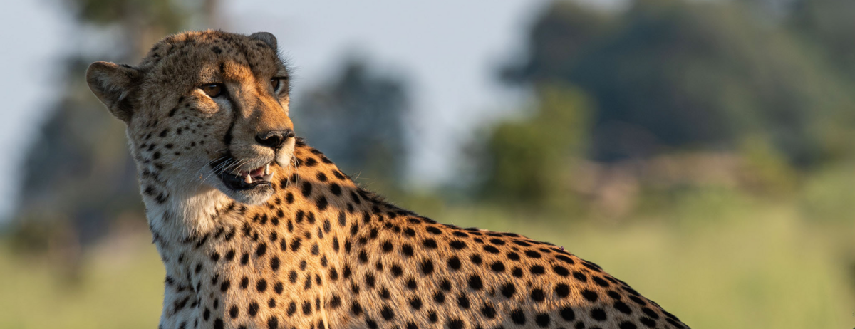 Machaba Kiri Camp Wildlife Sightings January 2026 Cheetah Spotted In Afternoon