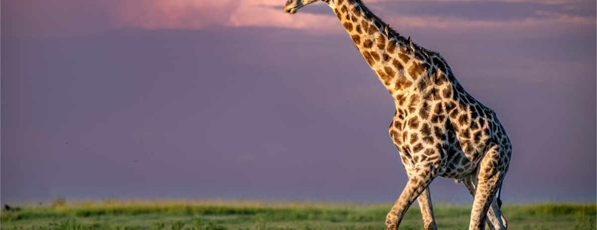 Machaba Ngoma Safari Lodge Wildlife Stories November 2025 Giraffe