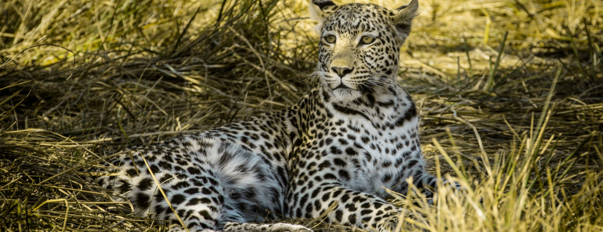 Machaba Camp Wildlife Sightings October 2025 Leopard Resting In The Shade