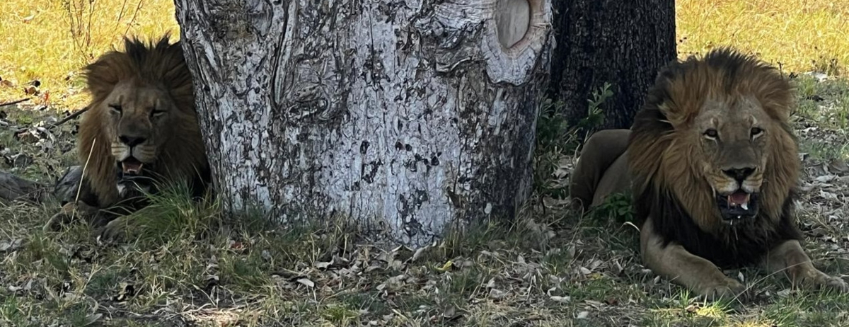 Machaba Monachira Camp Wildlife Sightings September 2025 Lion Brothers Under A Tree