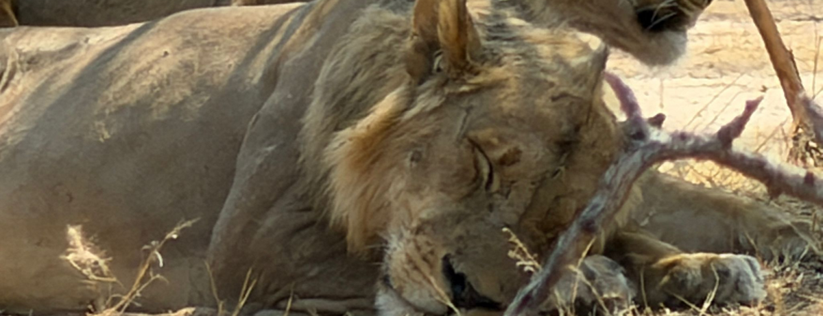Machaba Mana River Camp Wildlife Sightings August 2026 Lions Sleeping