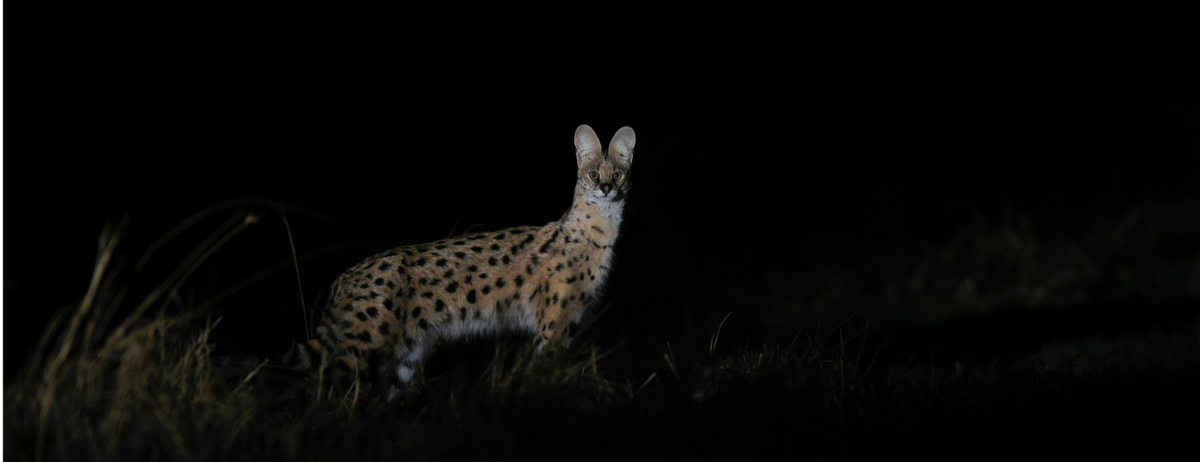 Machaba Camp Wildlife Sightings March 2026 Serval At Night