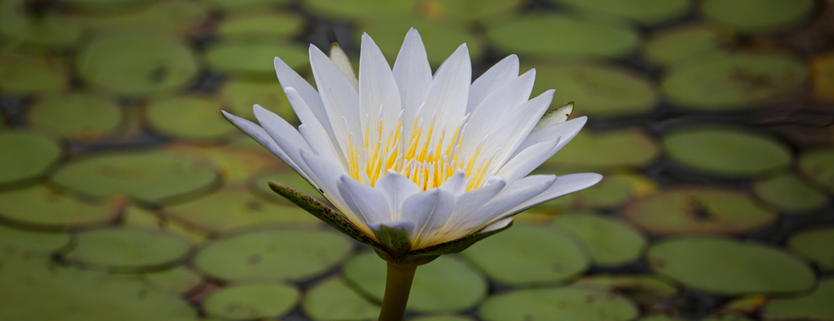 Botswana Monachira The Beauty Of Nature Waterlily