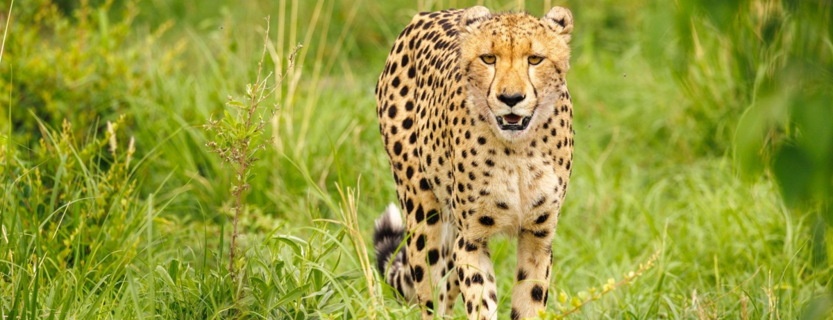 Machaba Kiri Camp Wildlife Sightings Decemberr 2025 Cheetah Prowling