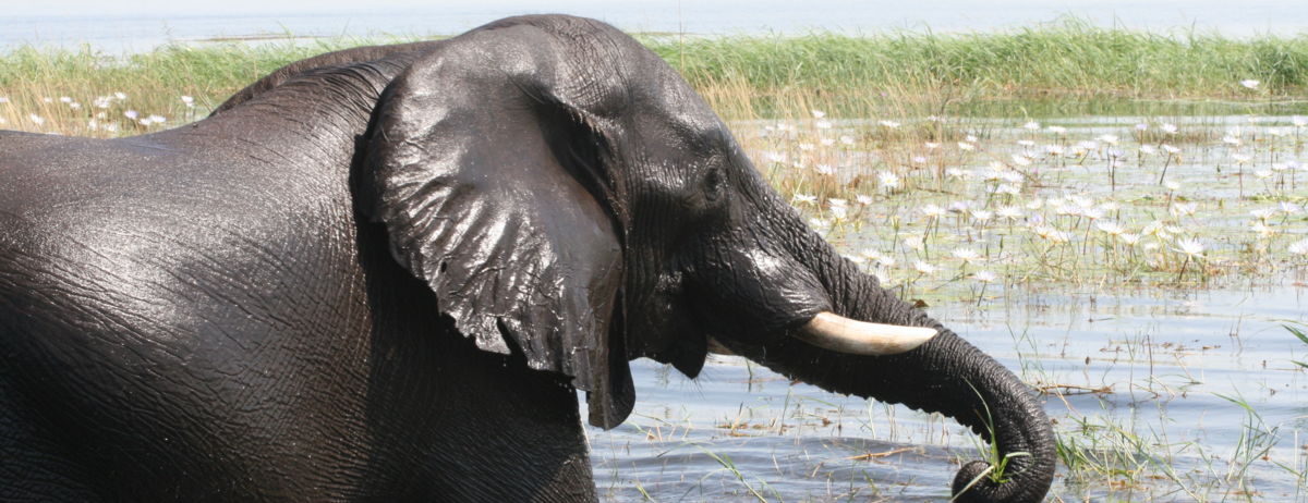 Machaba Ngoma Safari Lodge Wildlife Sightings May 2026 Elephant Swimming