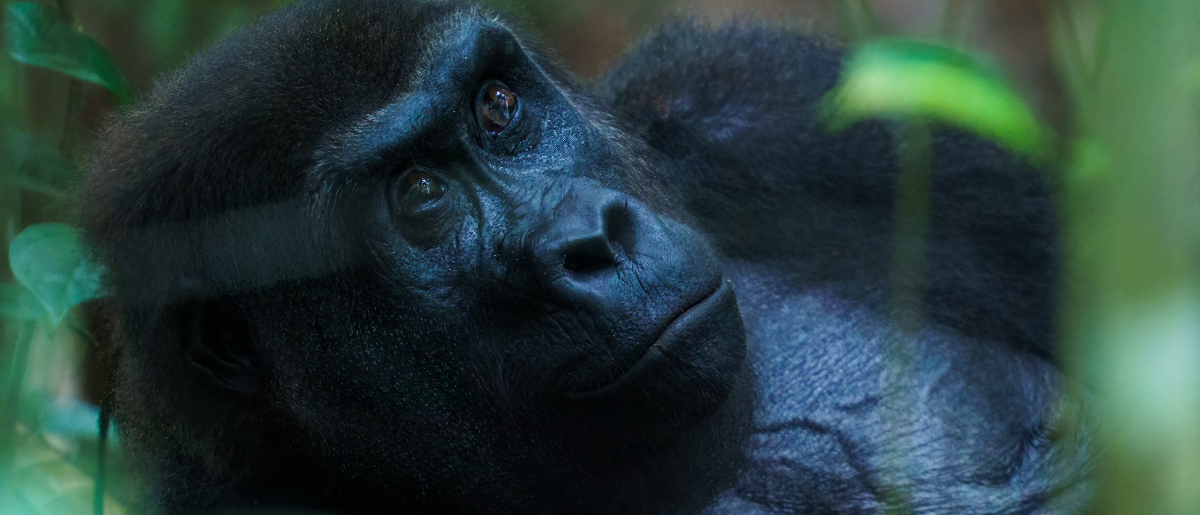 Machaba Wild Machaba Wild Great Apes Gorilla Portrait 3