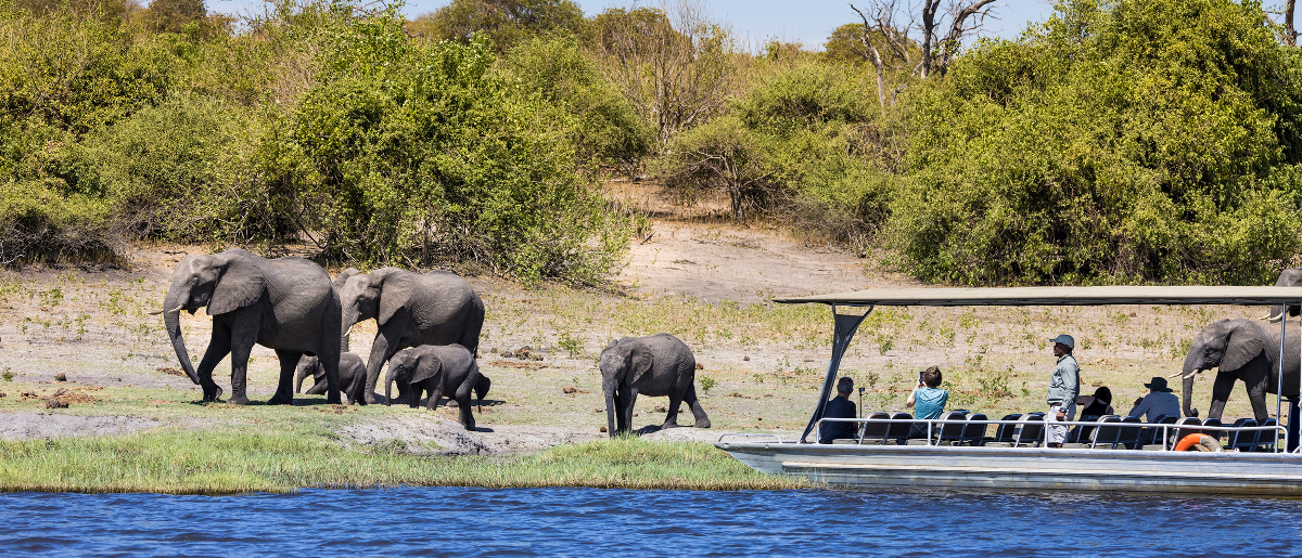 Machaba Safaris Web Ngoma Lodge Boat Cruise Wild Life Machaba Safaris Web Ngoma Lodge Boat Cruise Wild Life