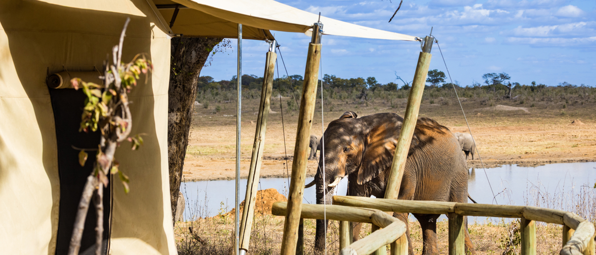 Machaba Zimbabwe Verneys Camp Rooms Wildlife From Tent
