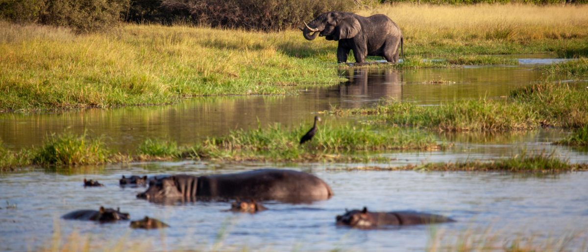 Wide Variety Of Animals Wide Variety Of Animals