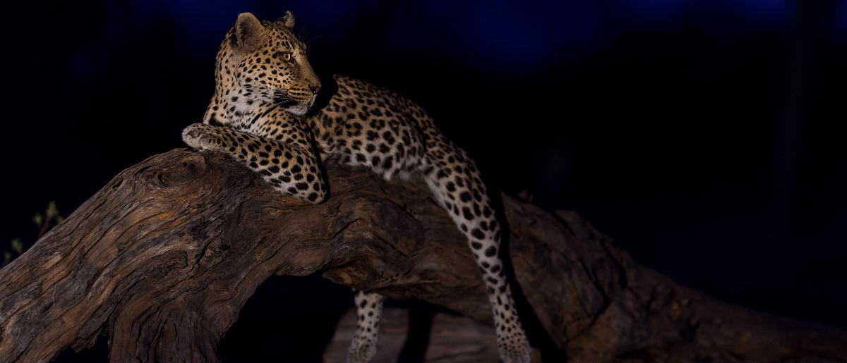 Machaba Web Zimbabwe Verneys Night Safari Leopard Machaba Web Zimbabwe Verneys Night Safari Leopard