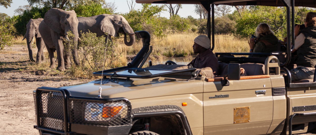 Machaba Machaba Experience Safari Mvr 096