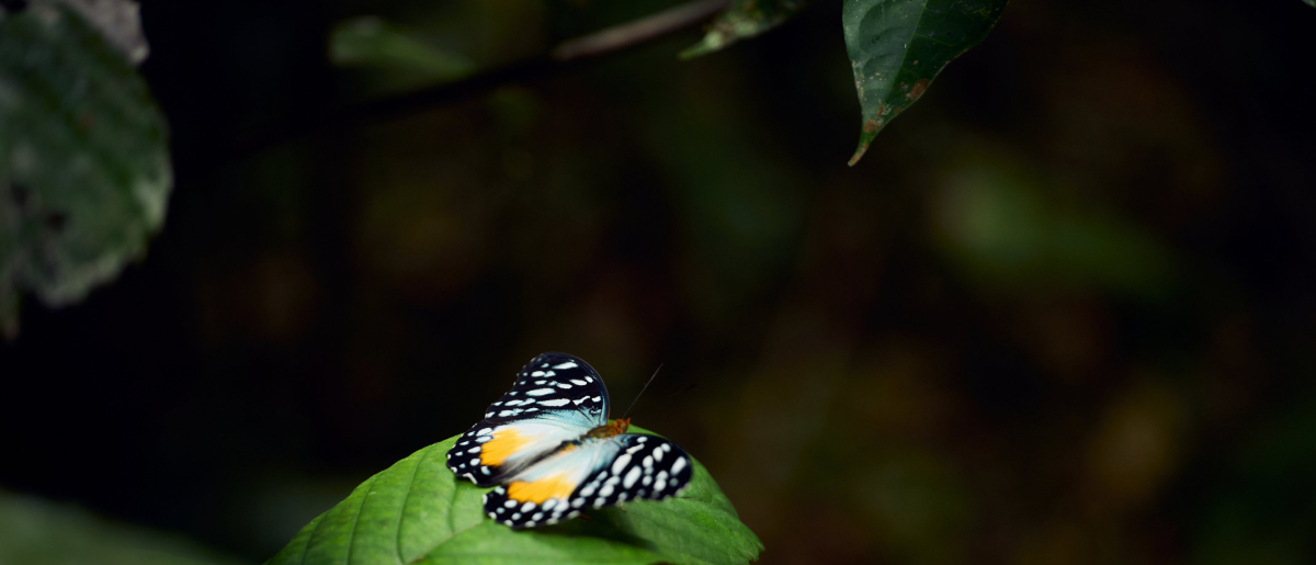 Machaba Wild Machaba Wild Insects Butterfly