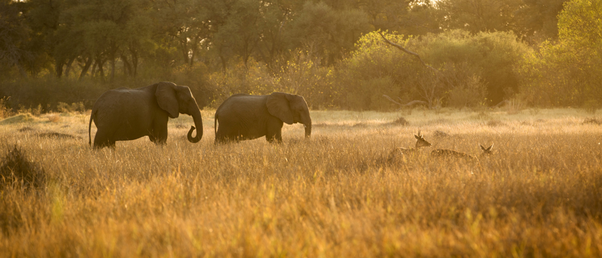 Machaba Web Botswana Little Machaba Wildlife Variety