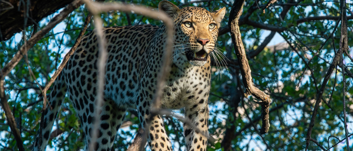Machaba Safaris Web Kiri Camp Highlights Predators