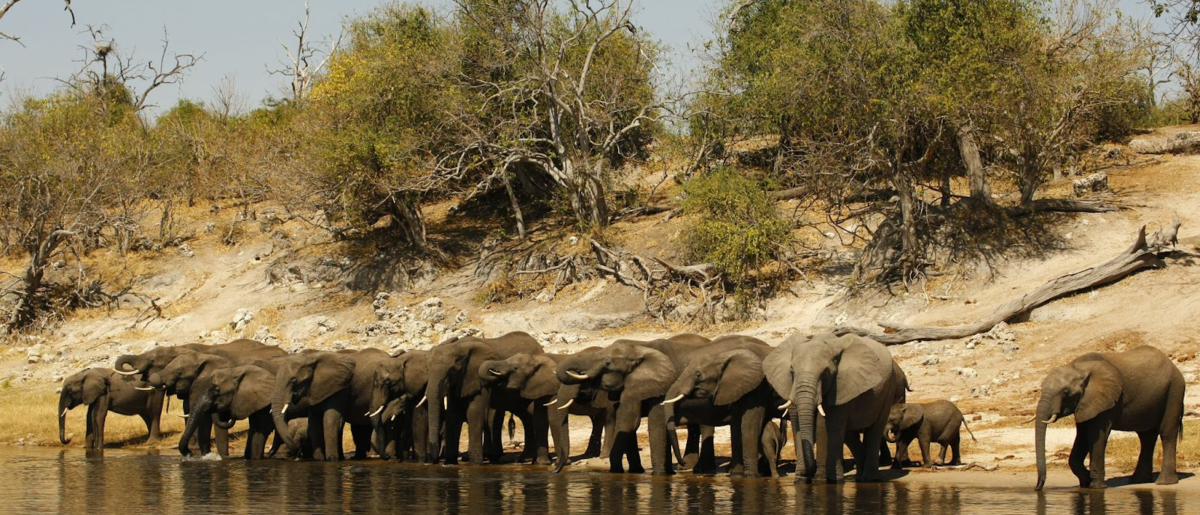 Web Machaba Botswana Ngoma Safari Lodge Elephants Drinking At River