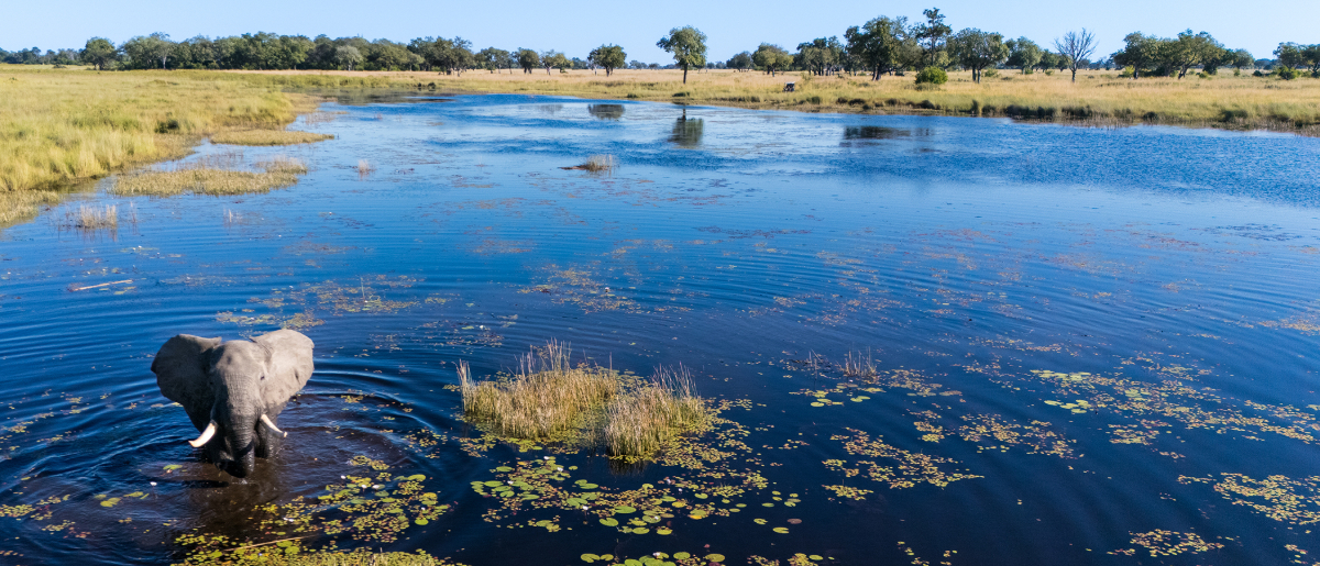 Machaba Web Monachira Camp Highlights Wildlife From Tent Elephant
