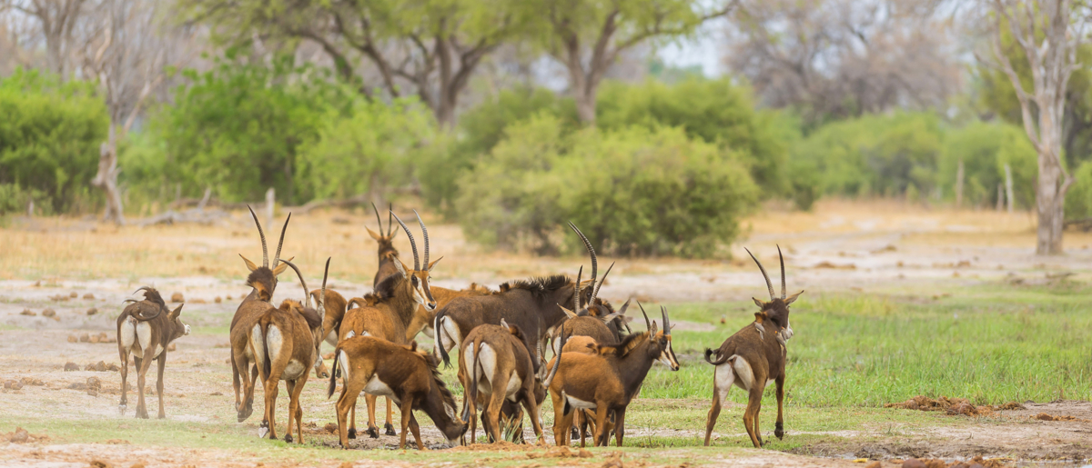 Machaba Web Zimbabwe Mana River Camp Highlights 03