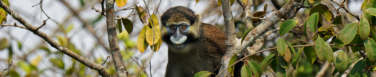 Machaba Wild Machaba Wild Mammals Moustached Guenon2