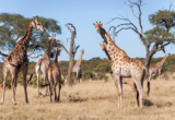 big herds.jpg Big Herds