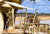 Machaba Zimbabwe Verneys Camp Rooms Wildlife From Tent Machaba Zimbabwe Verneys Camp Rooms Wildlife From Tent