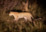 nocturnal animals.jpg Nocturnal Animals