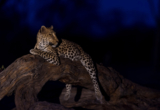Machaba Web Zimbabwe Verneys Night Safari Leopard Machaba Web Zimbabwe Verneys Night Safari Leopard
