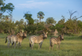 e2018-GOMOTI-98.jpg E2018 GOMOTI 98