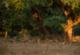 Machaba - Zimbabwe - Mana River Camp - Impala.jpg Machaba Zimbabwe Mana River Camp Impala