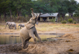 Machaba Zimbabwe Packages List Machaba Routes Machaba Zimbabwe Packages List Machaba Routes