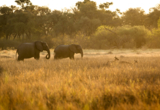 Machaba Web Botswana Little Machaba Wildlife Variety Machaba Web Botswana Little Machaba Wildlife Variety