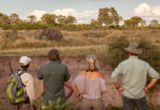take a walking safari.jpg Take A Walking Safari