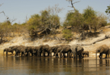 Web Machaba Botswana Ngoma Safari Lodge Elephants Drinking At River Web Machaba Botswana Ngoma Safari Lodge Elephants Drinking At River