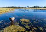 Machaba Web Monachira Camp Highlights Wildlife From Tent Elephant Machaba Web Monachira Camp Highlights Wildlife From Tent Elephant